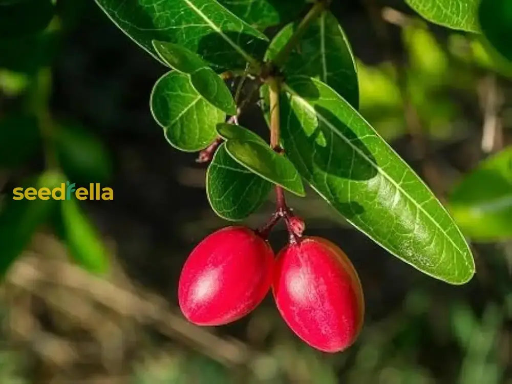 Planting Carissa Lime Berry Seeds  Unique Flavor For Your Garden Fruit