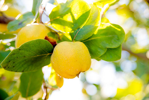 Step-by-step guide for planting Chaenomeles seeds