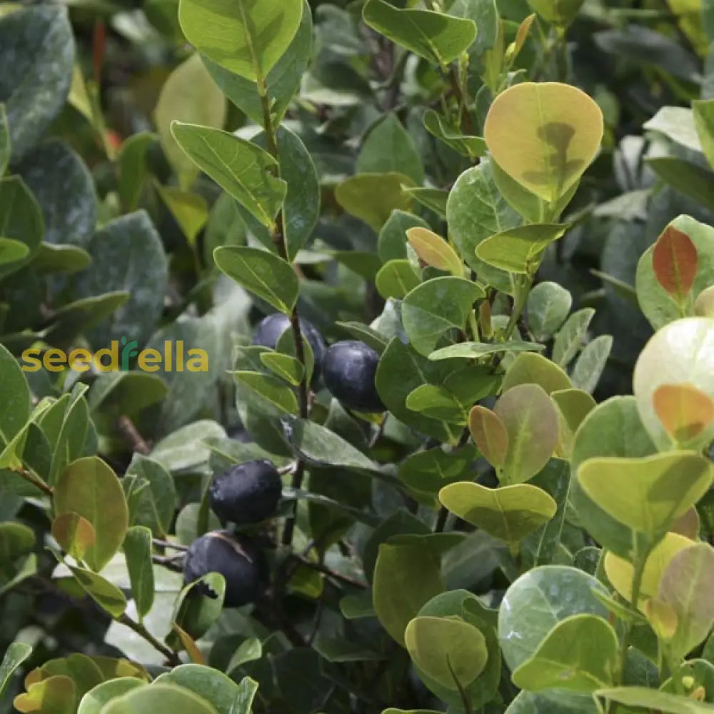 How to Plant Chrysobalanus Icaco Seeds at Home