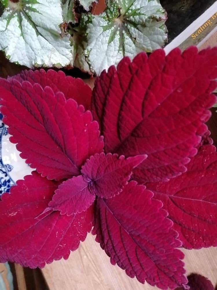 Planting coleus jazz velvet seeds in containers