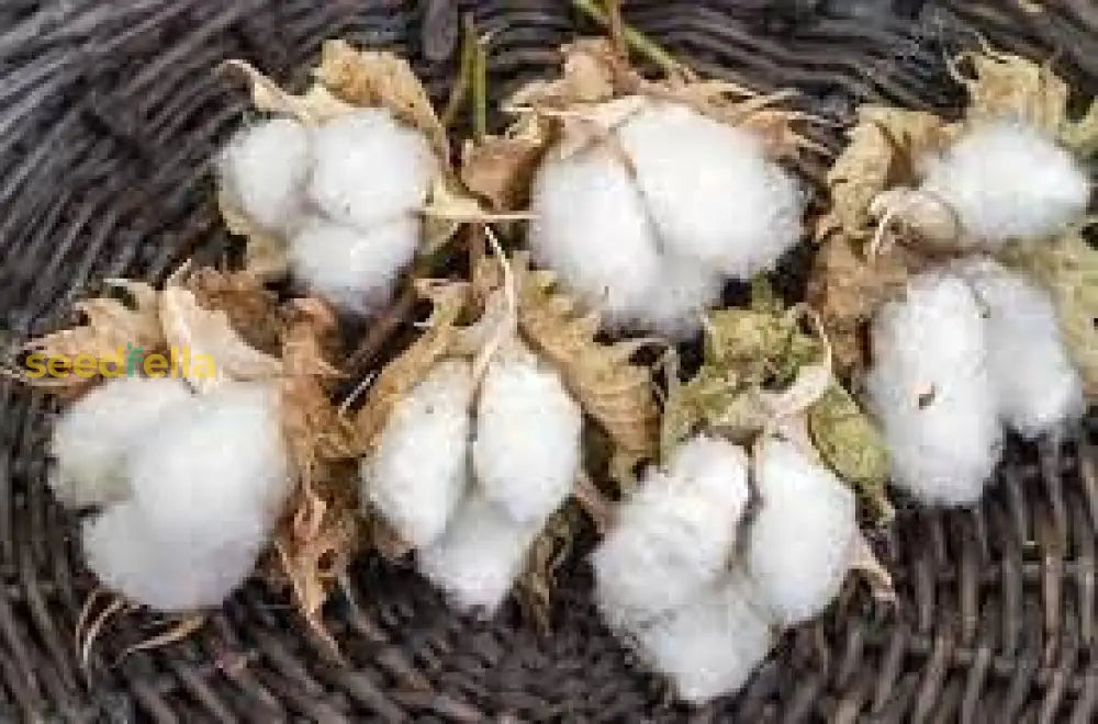 Planting Cotton Seeds For Your Garden Plant Seeds