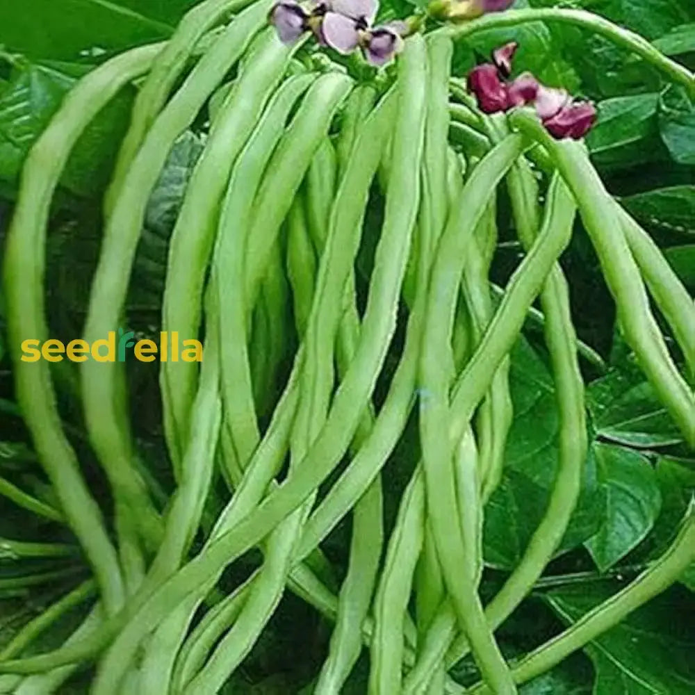 Planting Cowpea Vegetable Seeds For Your Garden Seeds