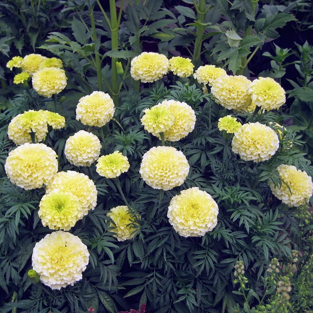 Planting Cream Marigold seeds in garden soil