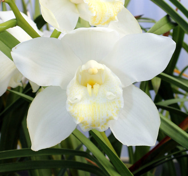 Planting Cymbidium orchid seeds in orchid medium