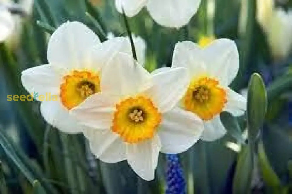 Planting Daffodil Flower Seeds: Your Complete Guide To Beautiful Blooms Seeds