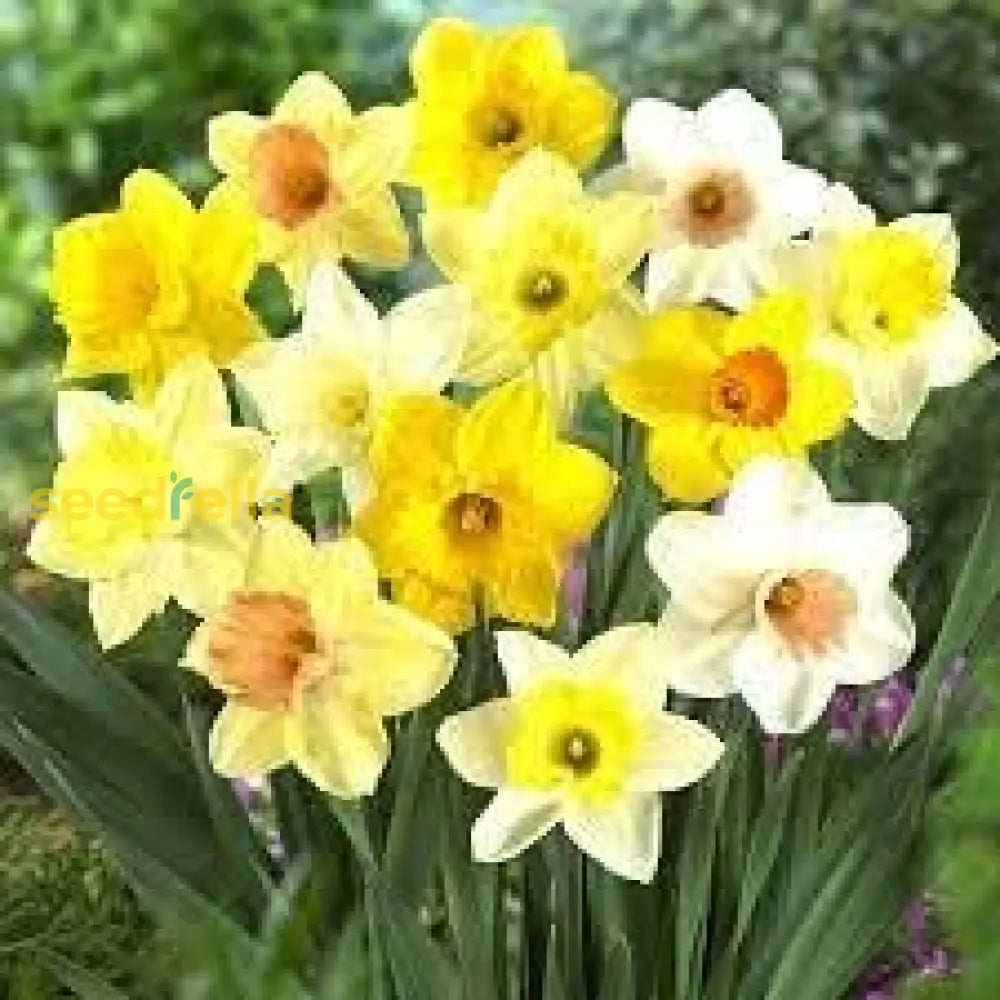 Planting Daffodil Flower Seeds: Your Complete Guide To Beautiful Blooms Seeds