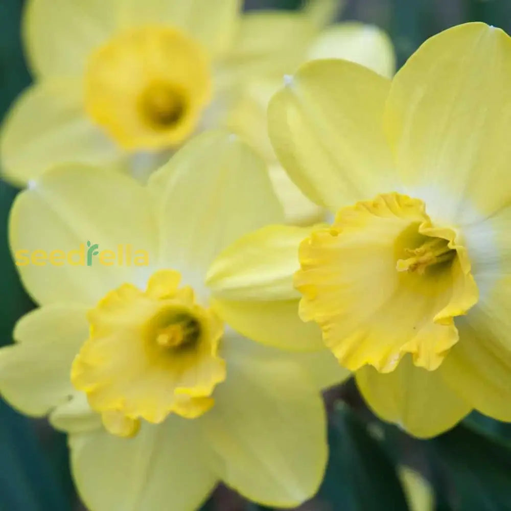 Planting Daffodil Flower Seeds: Your Complete Guide To Beautiful Blooms Seeds