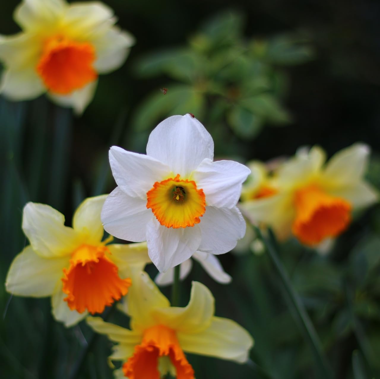 Planting white and orange daffodil seeds in garden beds