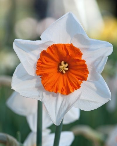 Planting white and red daffodil seeds in garden beds