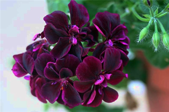 Planting dark pink black geranium seeds in garden beds