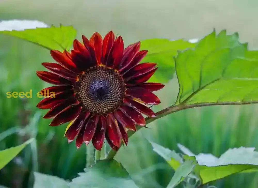 Planting dark red sunflower seeds in garden beds