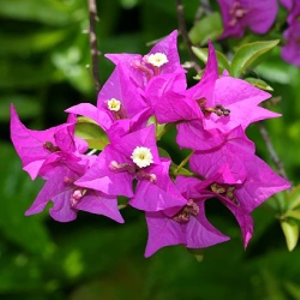 Planting dark violet Bougainvillea seeds in garden soil