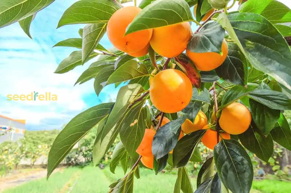 How to Plant Orange Diospyros Seeds at Home