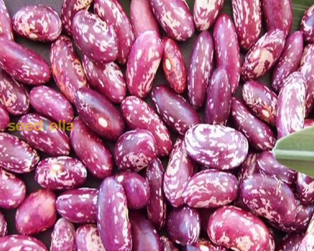 Planting Dominican Red Speckled Kidney Beans Seeds Vegetable Seeds