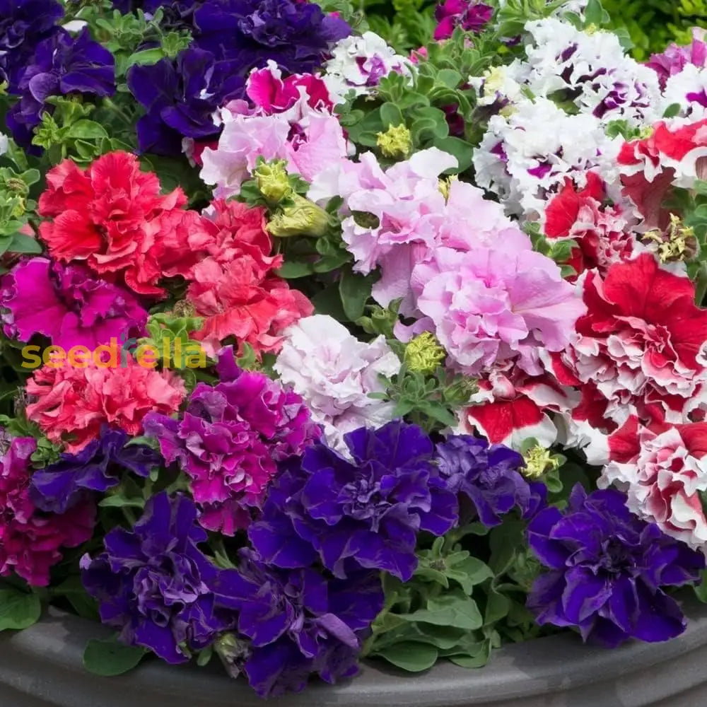Planting multi-flowered double-petal petunia mixed color seeds in garden beds