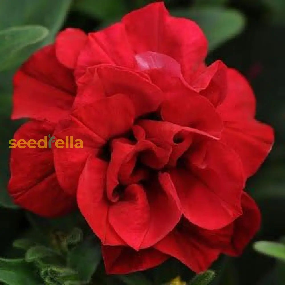 Planting Double Wave Red Petunia Flower Seeds - Gorgeous Annuals For Your Garden