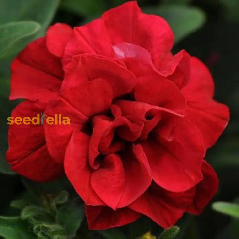 Planting Double Wave Red Petunia Flower Seeds - Gorgeous Annuals For Your Garden