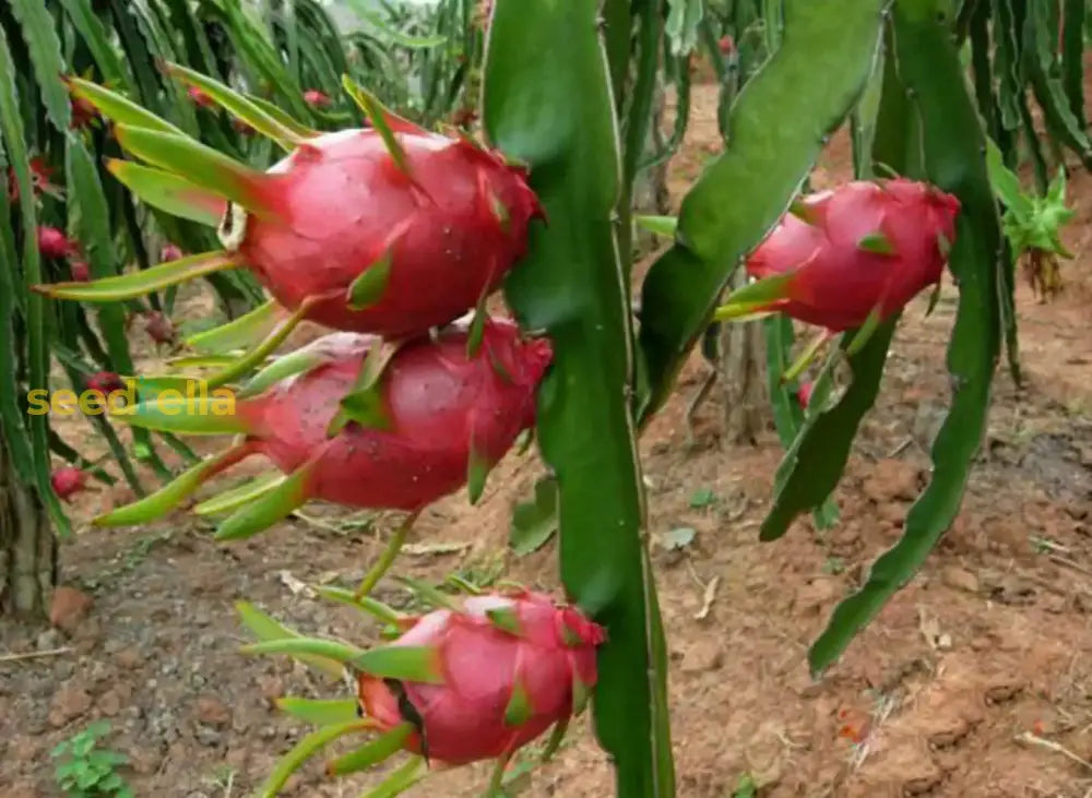 How to Plant White Dragon Fruit Seeds at Home