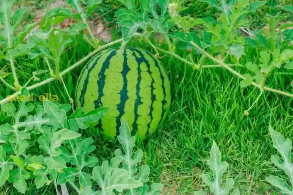 Planting Green Gherkin Watermelon Seeds in Soil
