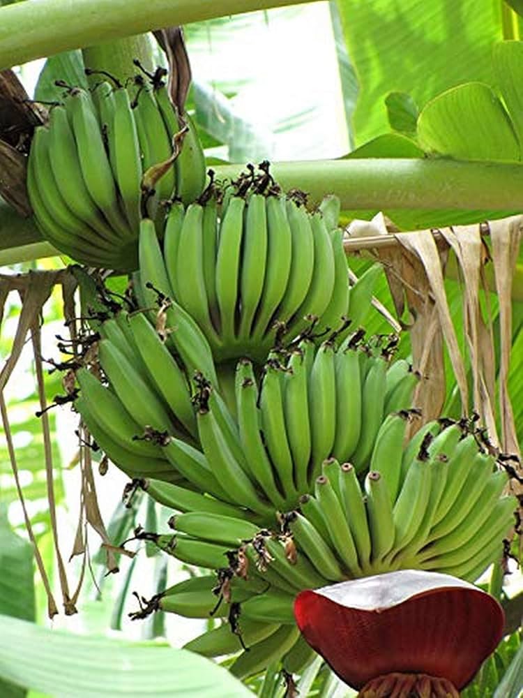 Planting green banana seeds in warm garden soil