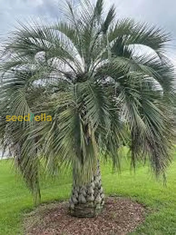Buta Tree Buy Planting Green Butia Capitata Tree Seeds