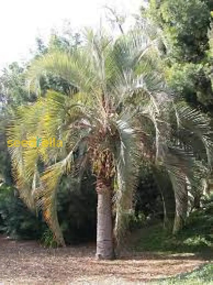 Buta Tree Buy Planting Green Butia Capitata Tree Seeds