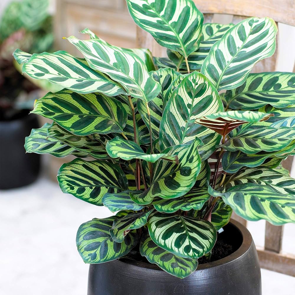Planting green Calathea seeds in indoor pots