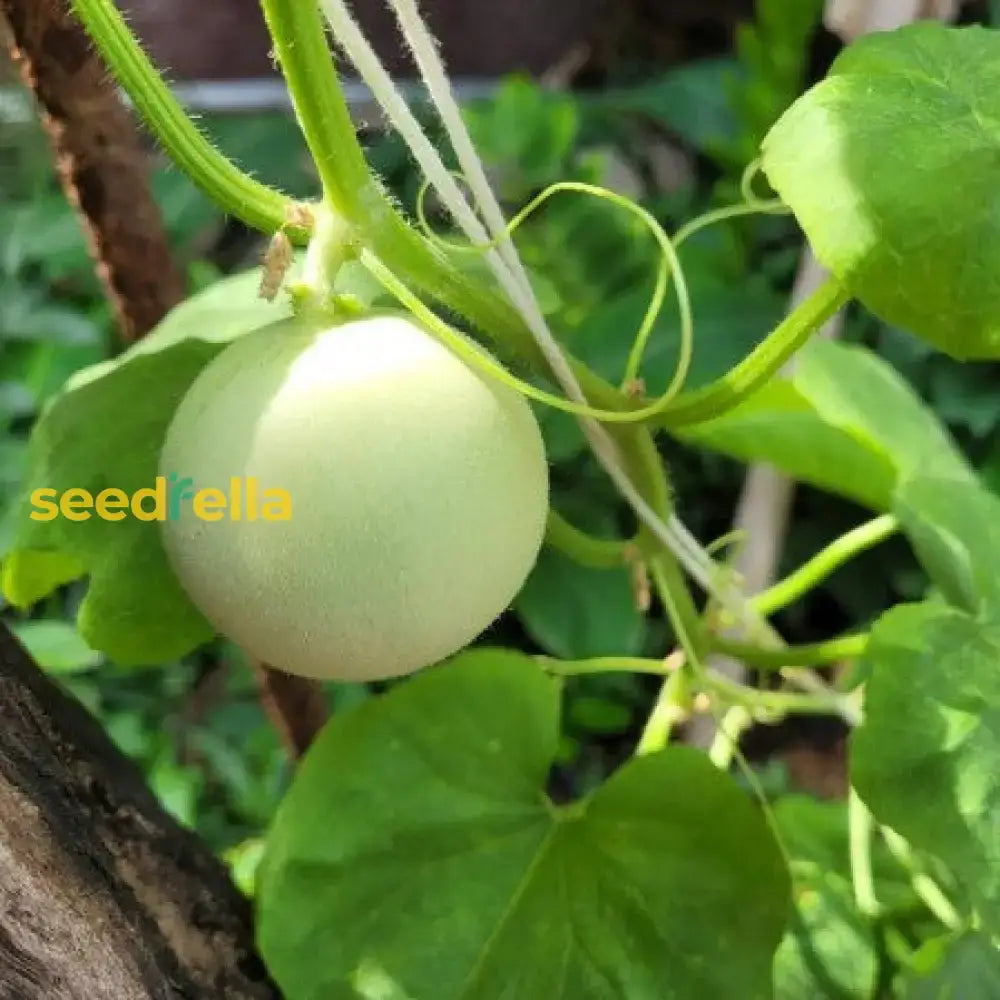 Planting Green Honeydew Melon Seeds Easy Growing Instructions Fruit