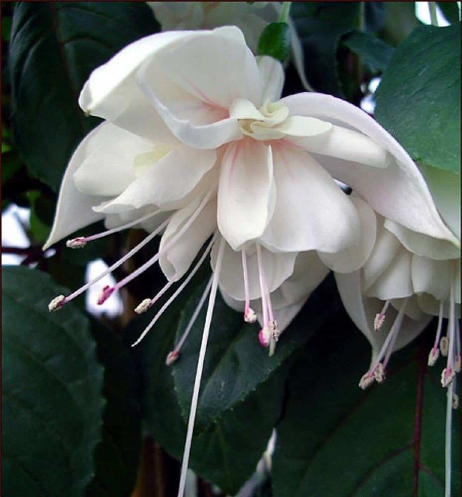 Planting green and white fuchsia seeds in garden beds