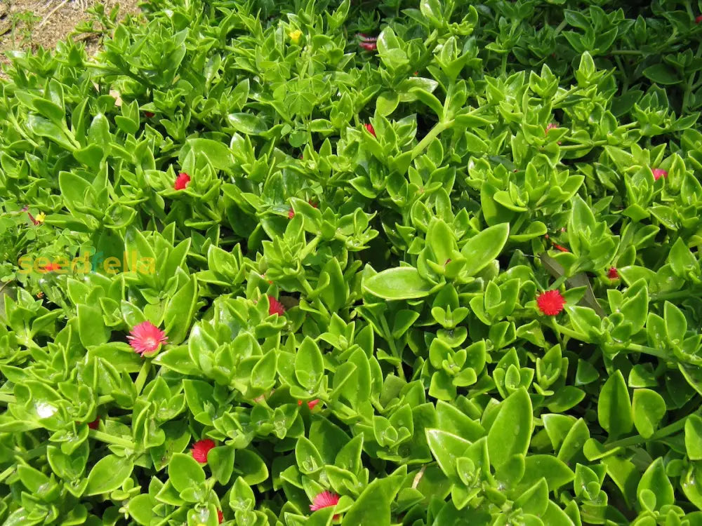 Planting Ground For Aptenia Cordifolia Flower Seeds