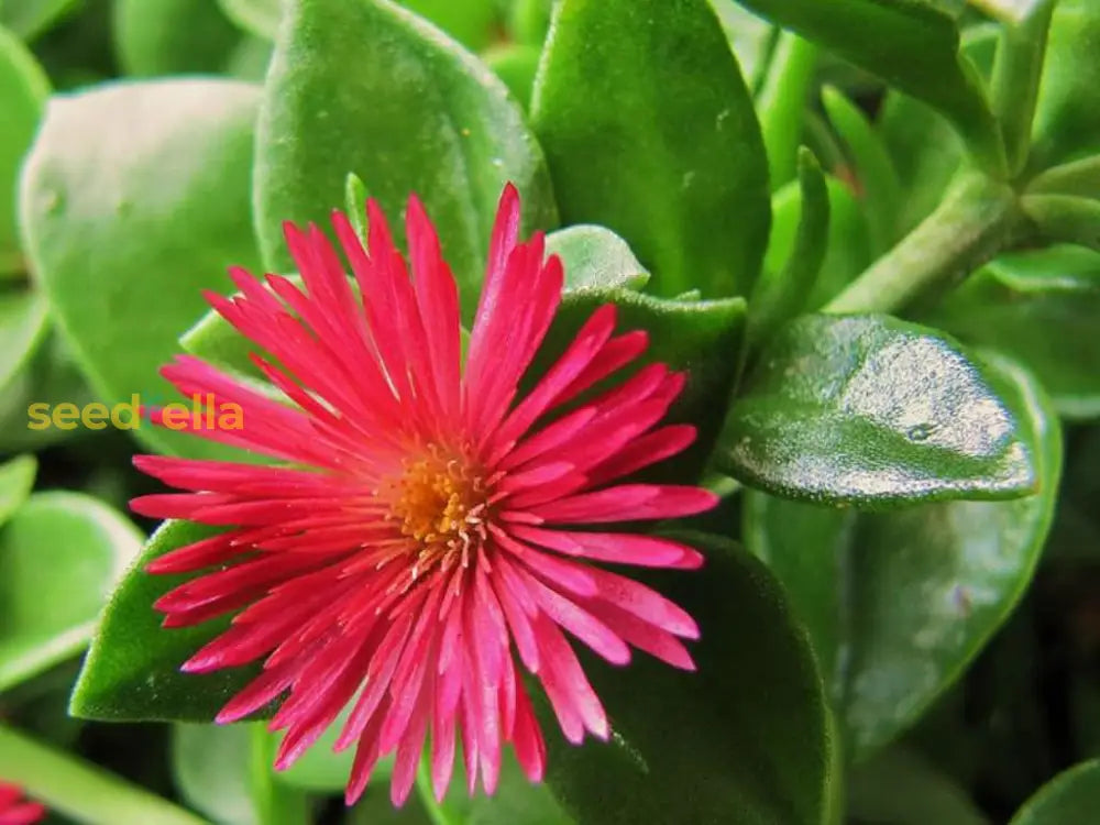 Planting Ground For Aptenia Cordifolia Flower Seeds