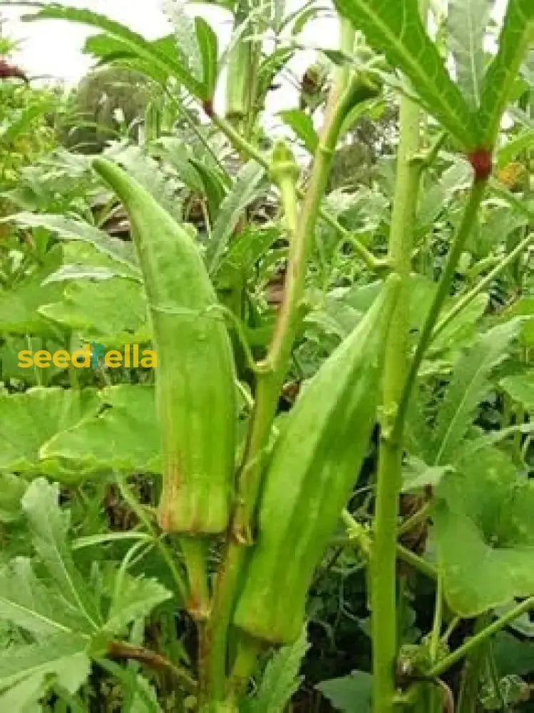 Planting Guide For Abelmoschus Vegetable Seeds Seeds