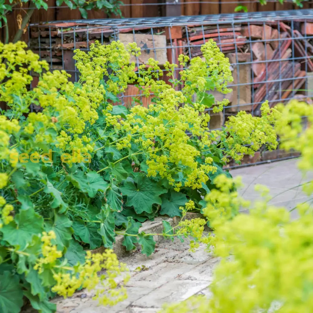 Planting Guide For Achemilla Mollis Seeds Flower