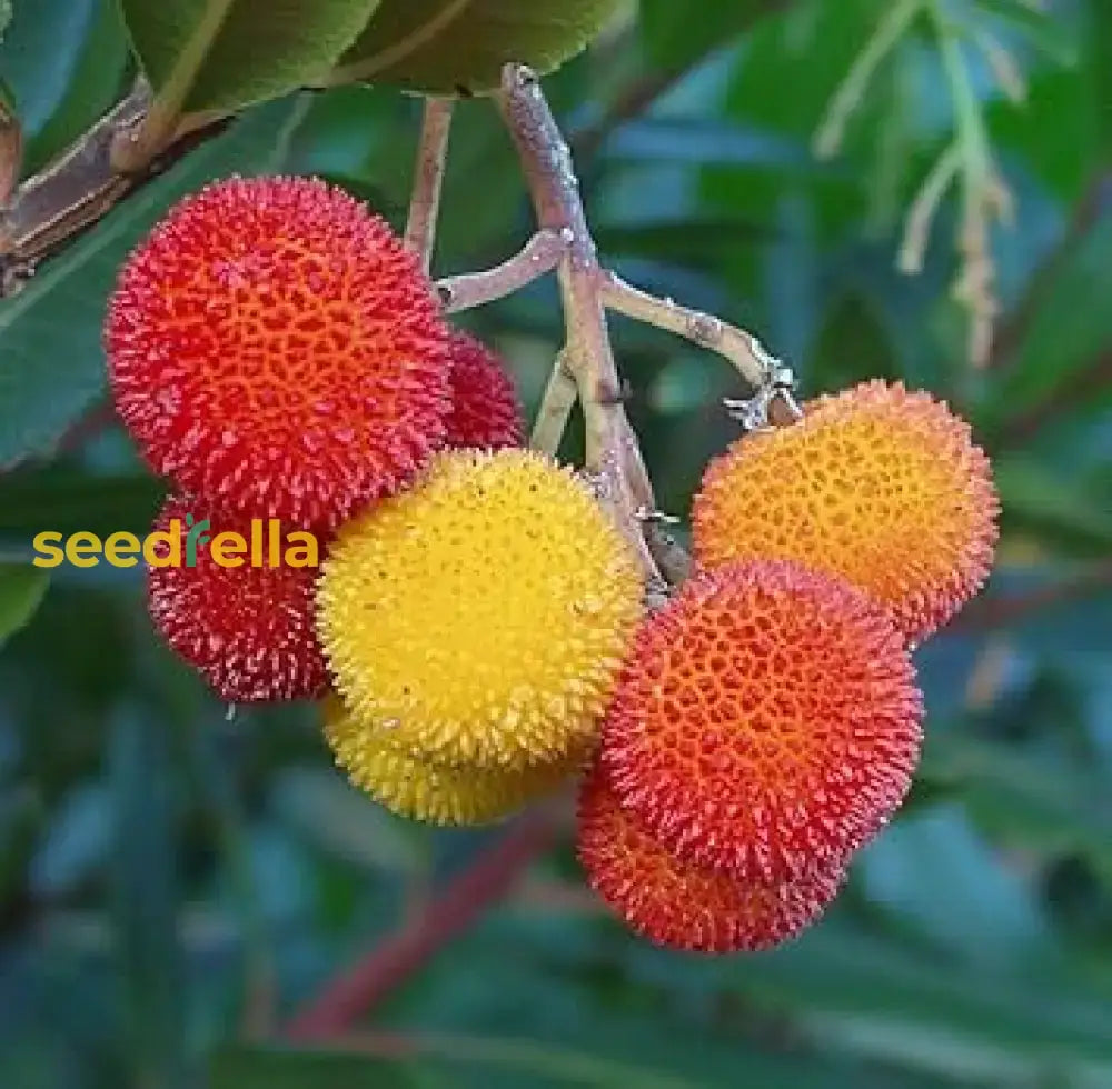 Planting Guide For Arbutus Fruit Seeds