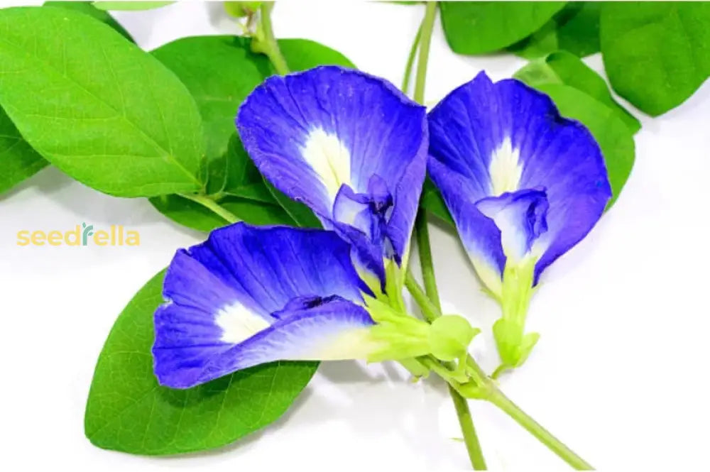 Planting Guide For Blue Clitoria Flower Seeds