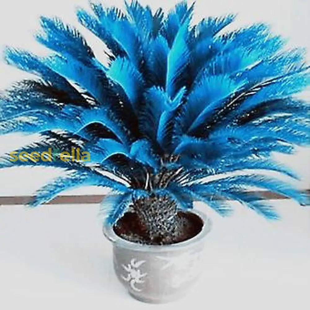 Planting Guide For Blue Cycas Seeds Flower