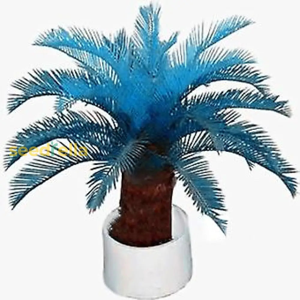 Planting Guide For Blue Cycas Seeds Flower