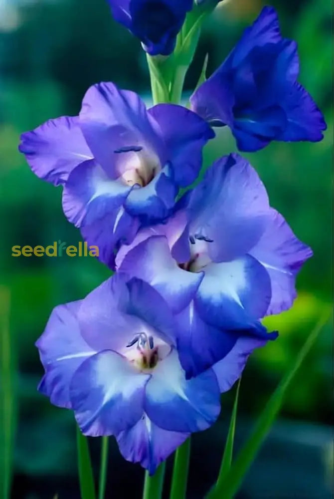 Planting Guide For Blue Gladiolus Flower Seeds