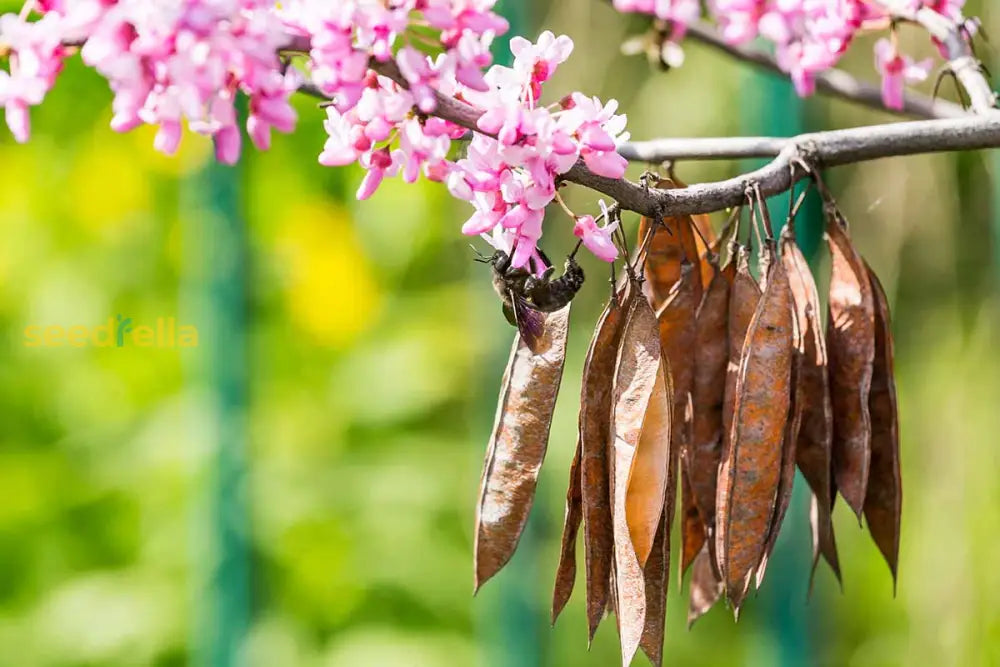 Planting Guide For Brown Redbud Tree Seeds Flower