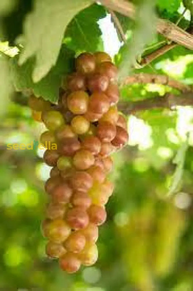 Planting Guide For Green And Red Grape Seeds