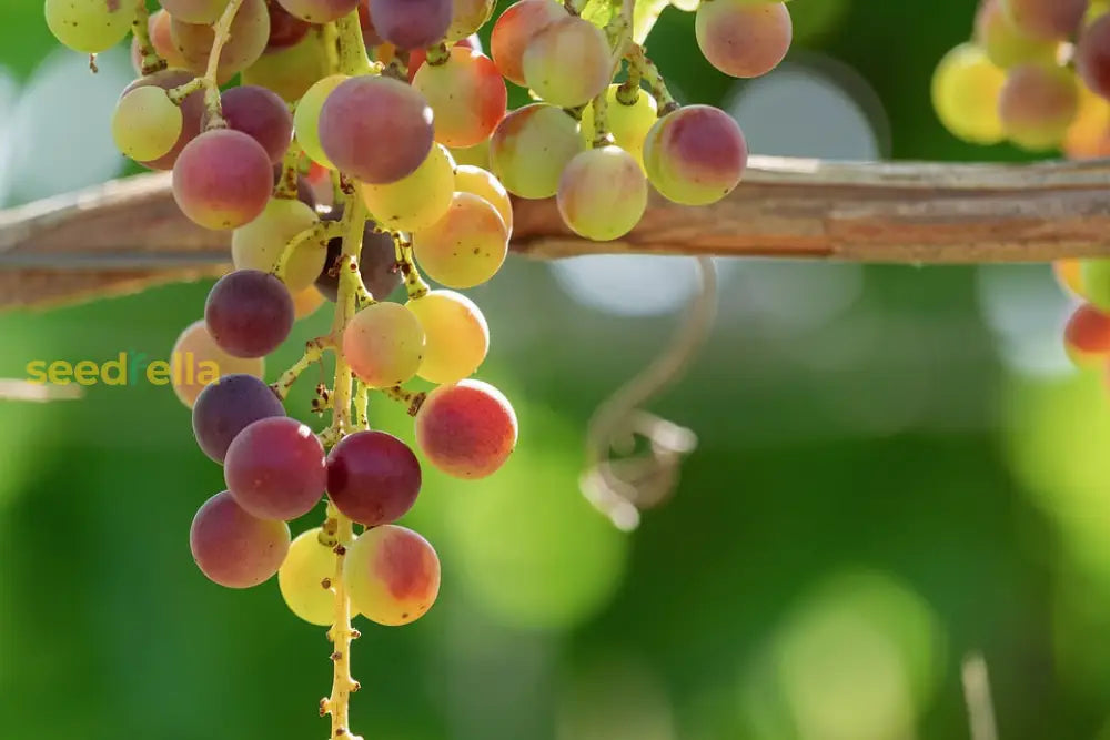 Planting Guide For Green And Red Grape Seeds