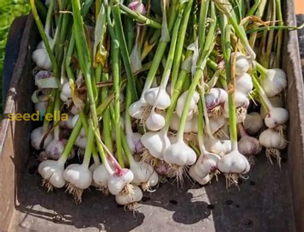 Planting Guide For White Garlic Seeds Vegetable Seeds