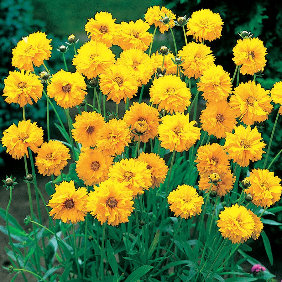 Step-by-Step Planting Guide for Early Sunrise Seeds