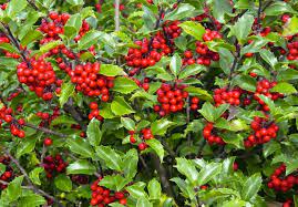 Step-by-step guide to planting Ilex Opaca seeds