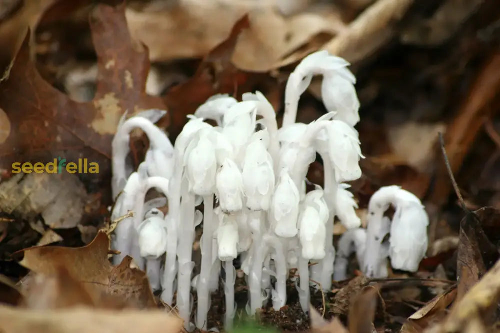 Planting Indian pipe seeds in shaded woodland soil