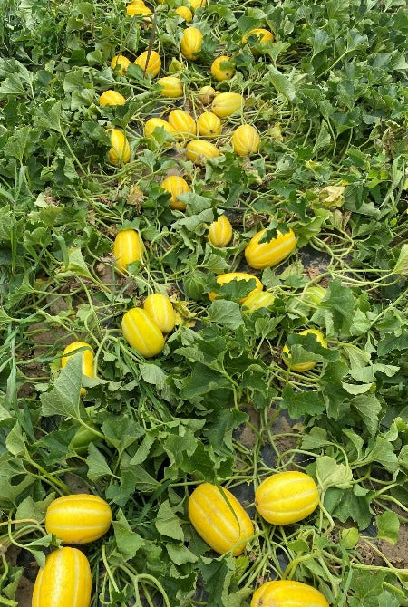 Step-by-step guide to planting Korean melon seeds