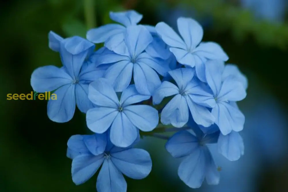 Planting Light Blue Periwinkle Vinca Flower Seeds For A Serene Garden