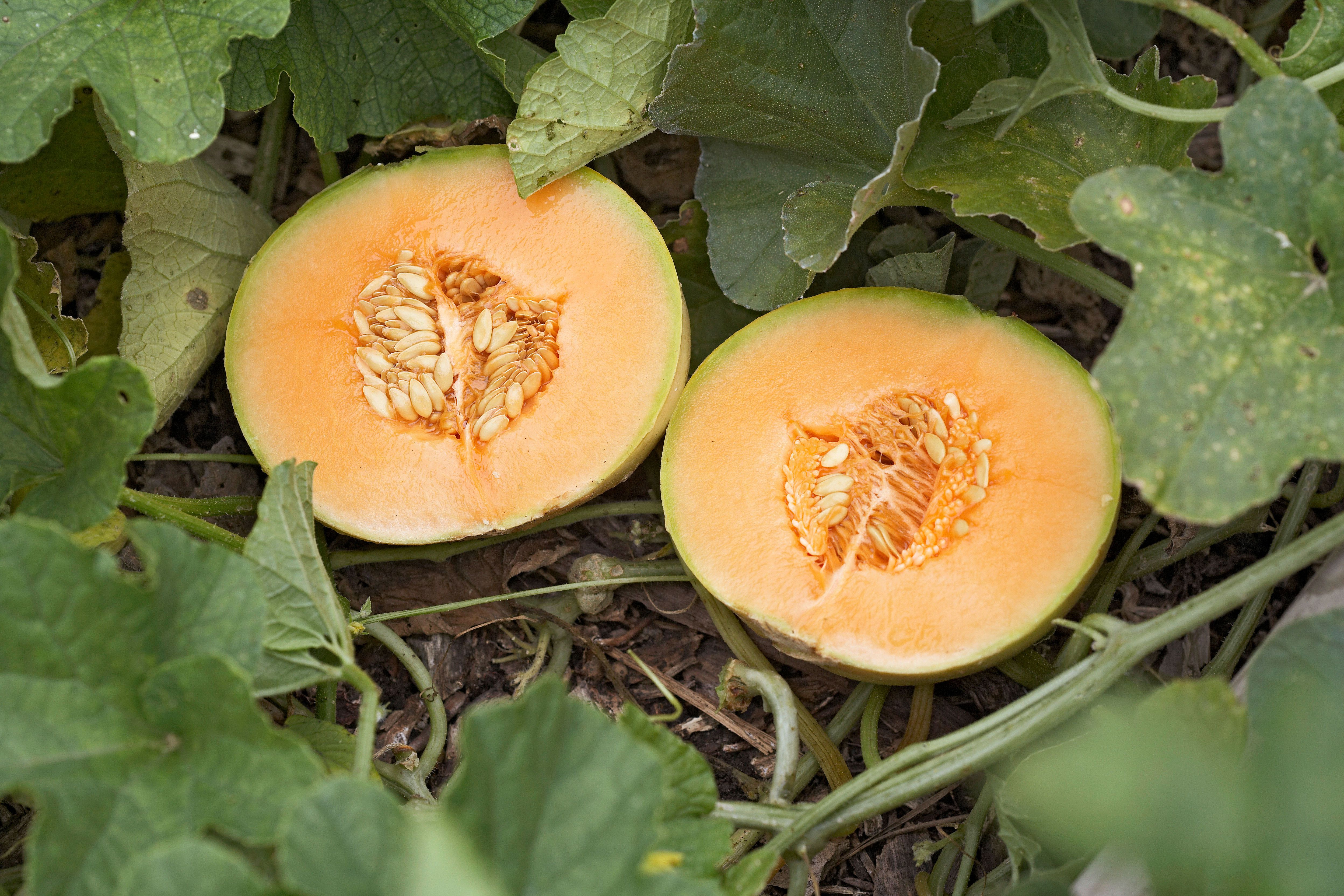 Planting light orange cantaloupe melon seeds in garden beds
