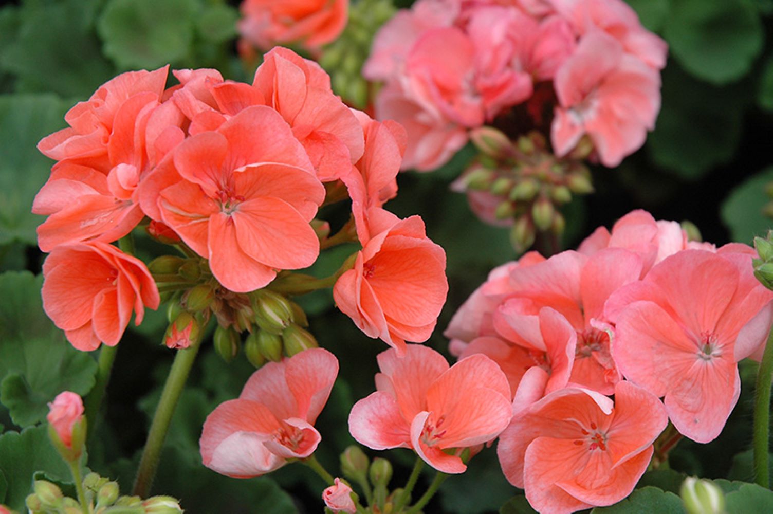 Planting light orange geranium seeds in garden soil