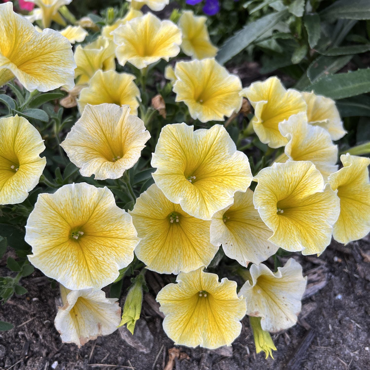 Planting light yellow petunia seeds in garden beds